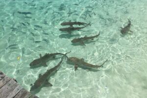 Pulau Wayag