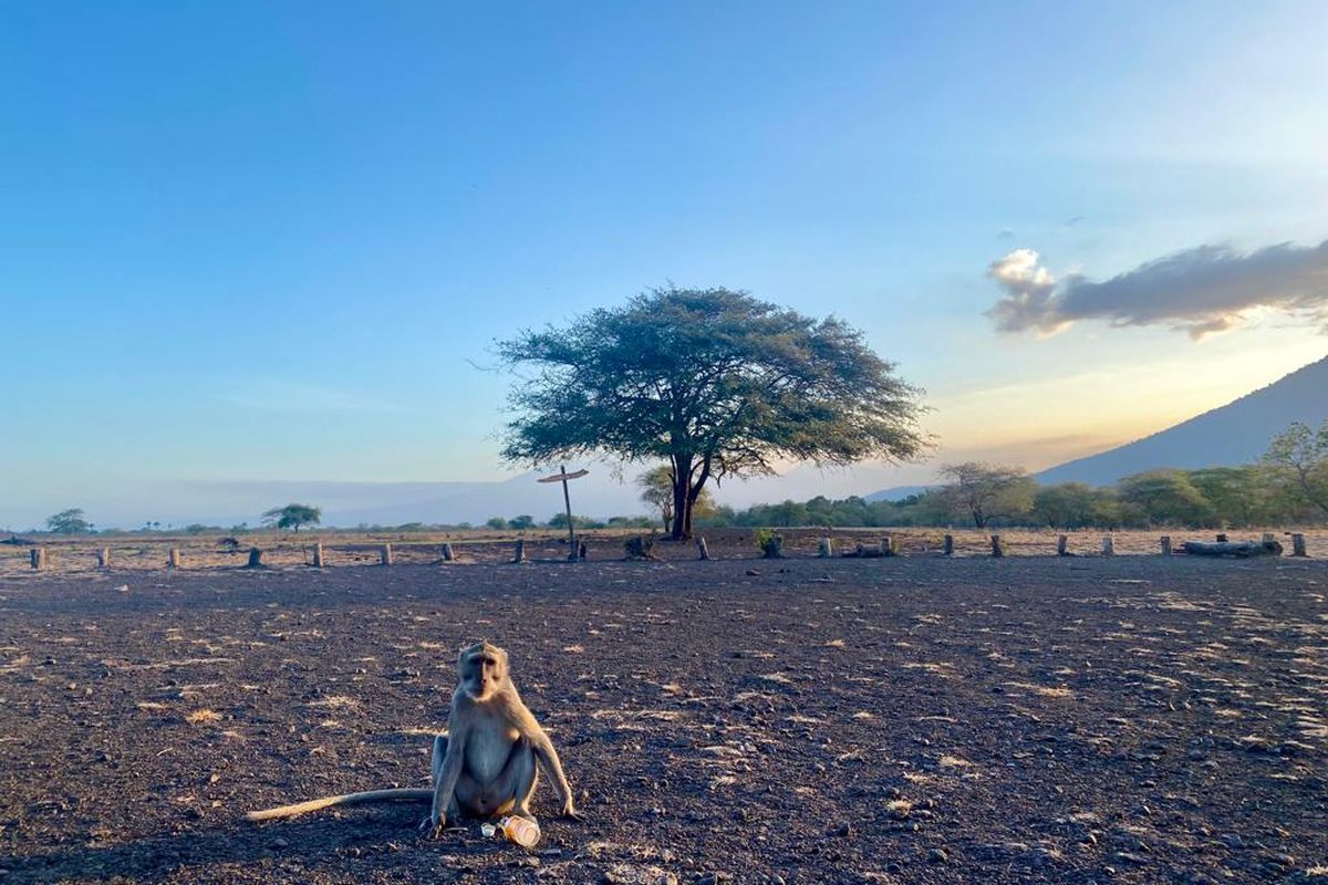Taman Nasional Baluran